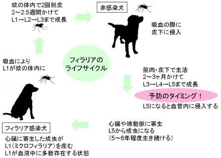 循環器系の疾患 フィラリア症 犬糸状虫症 役に立つ動物の病気の情報 獣医学