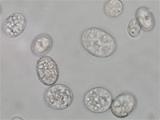 消化器系の疾患 腸の疾患 細菌性腸疾患 役に立つ動物の病気の情報 獣医学