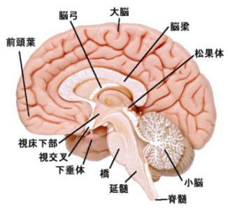 脳視床下部