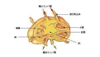 血液 造血器系の疾患 リンパ節 脾臓 役に立つ動物の病気の情報 獣医学